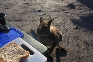 kangourou voleur de nourriture