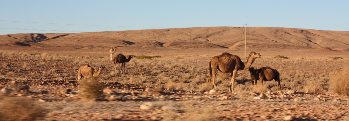 4L Trophy : Timerzif/Zagora/Marrakech – Etape marathon