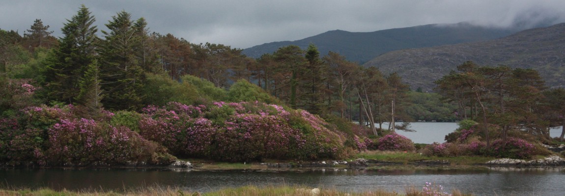 Road trip en Irlande : merveilleuses péninsules