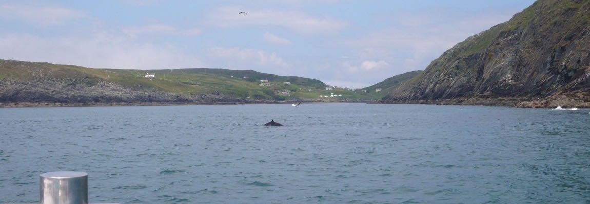 Road trip en Irlande : notre journée avec les baleines + visite de Dublin