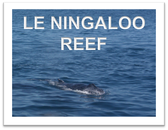 vignette ningaloo