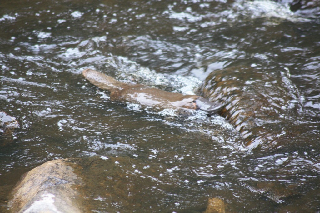 platypus tasmanie