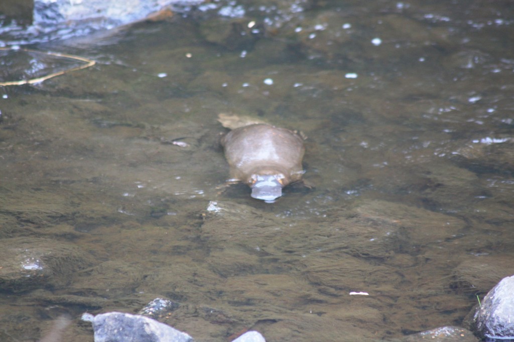 platypus tasmanie 2