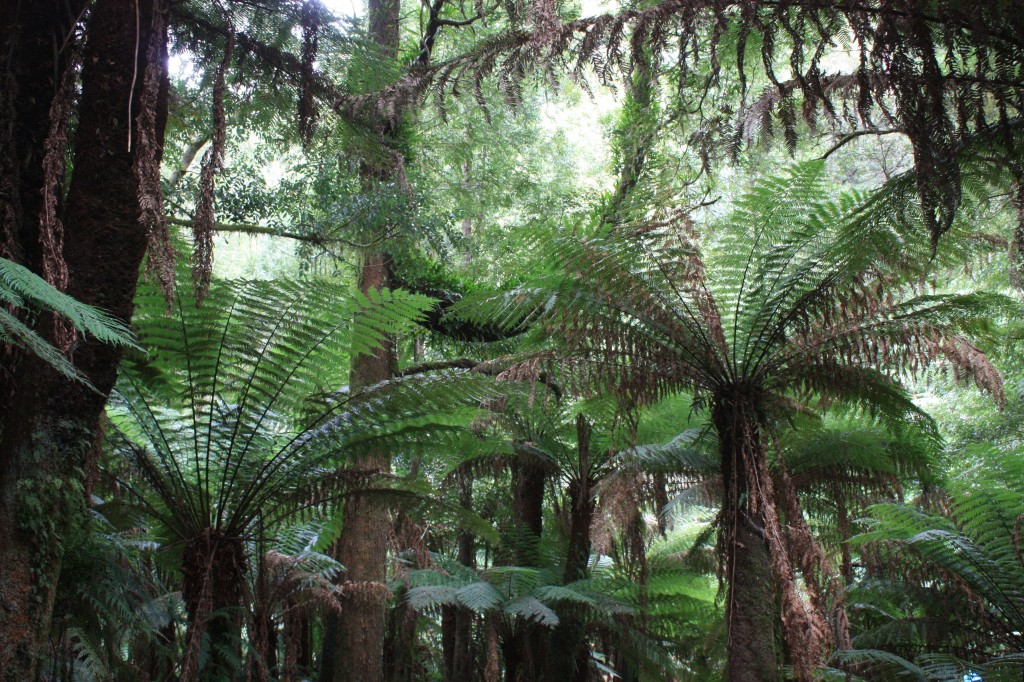 st columba falls walk tasmanie