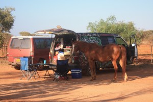 cheval australie