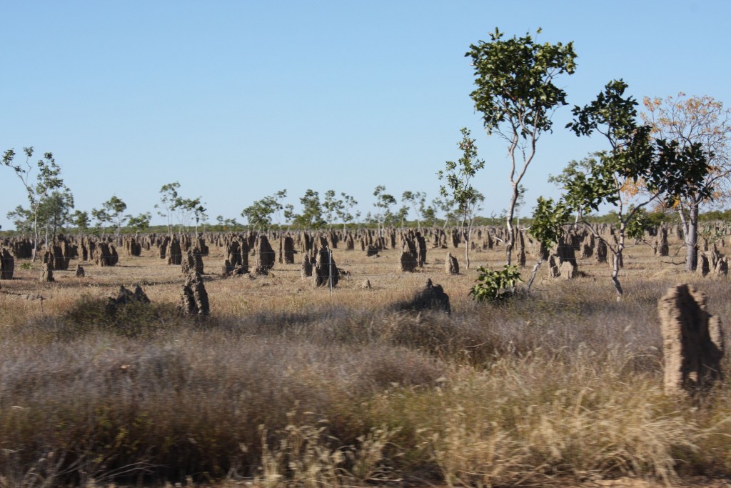 termitières outback