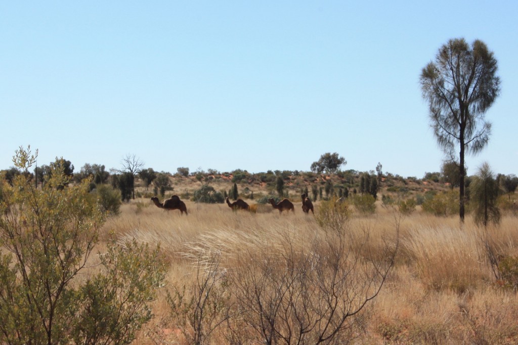 dromadaires outback australien