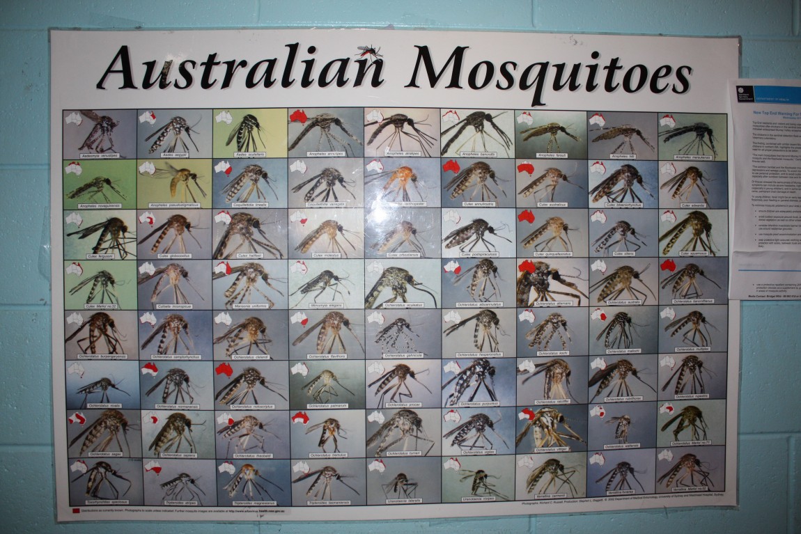 australian mosquitoes