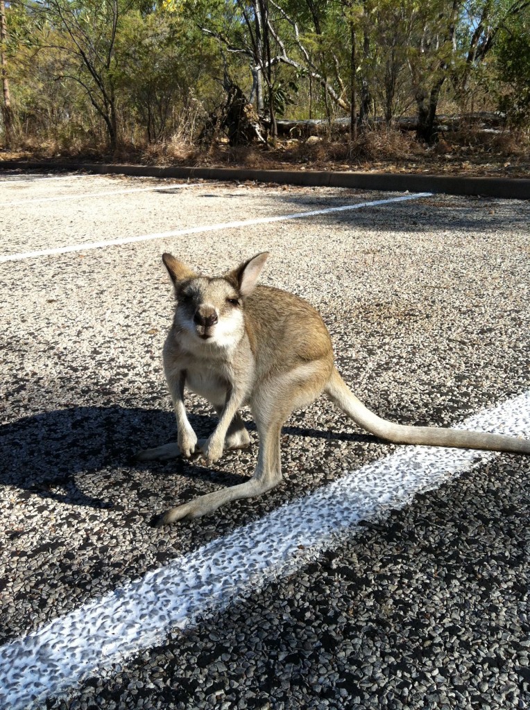 marsupial