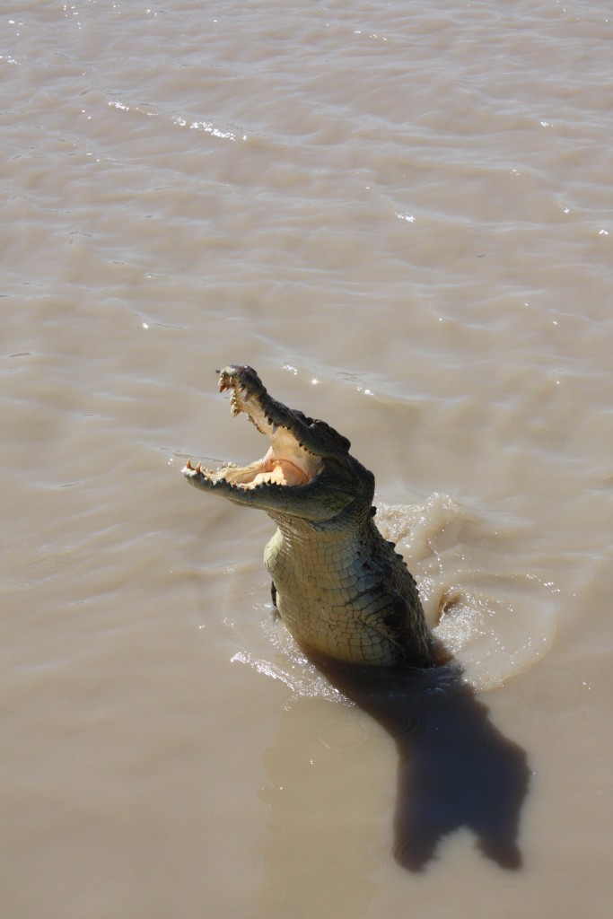 crocodiles australie