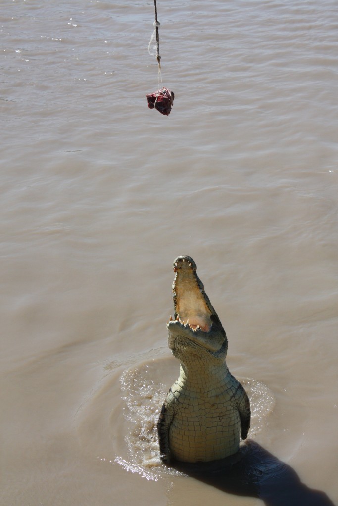 crocodiles australie