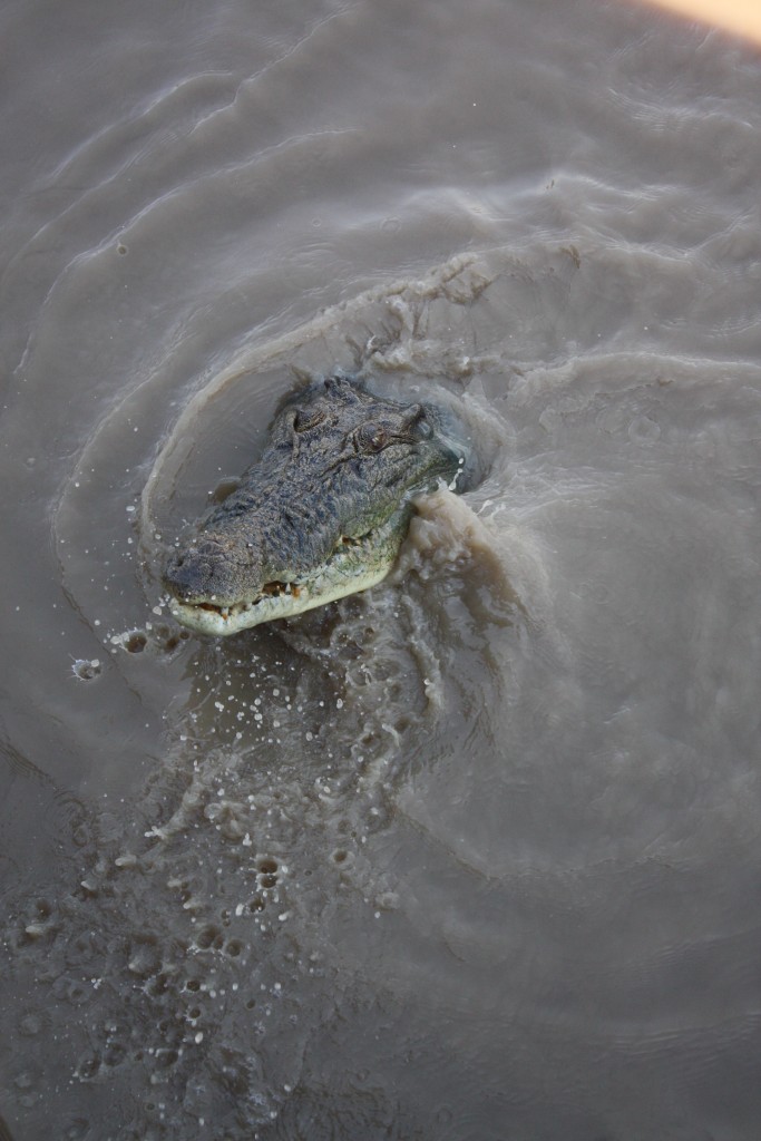 crocodiles australie