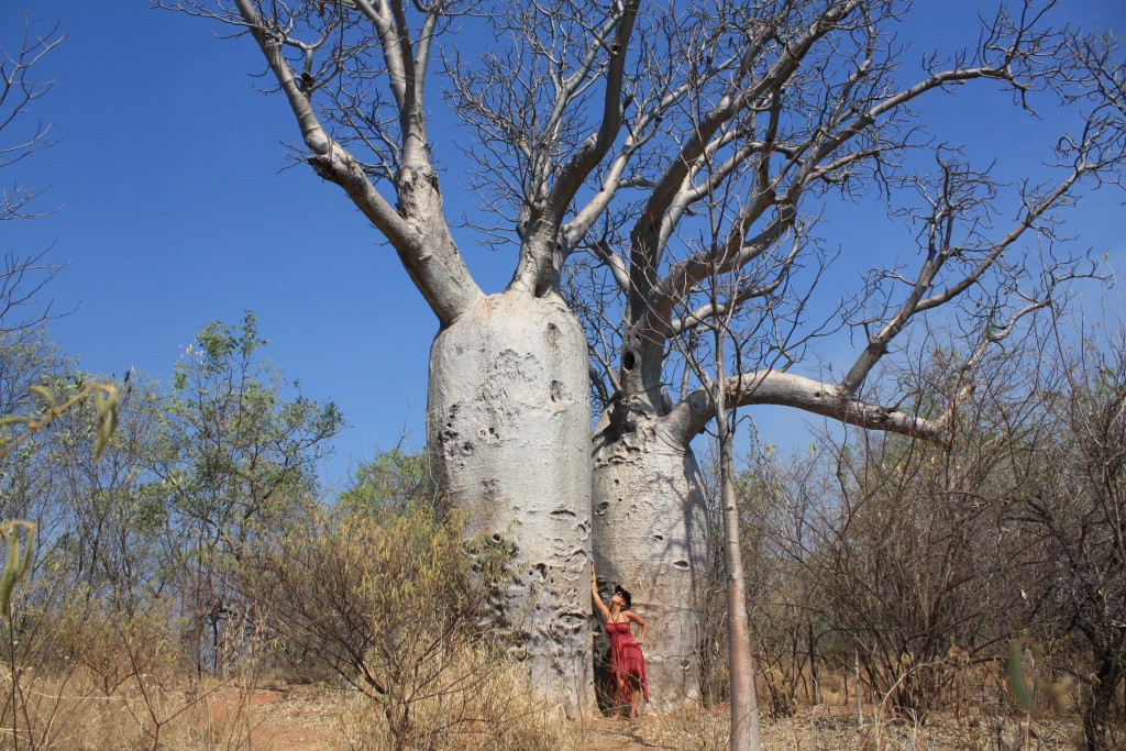 baobab western australia