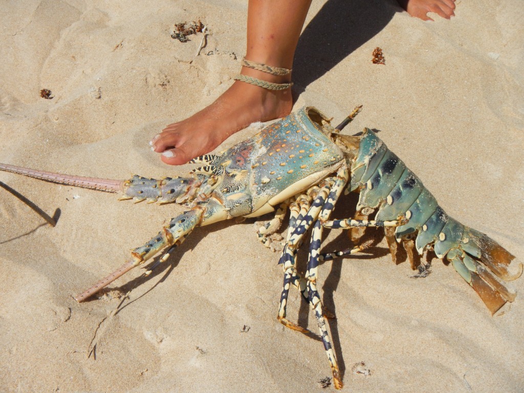 ningaloo reef