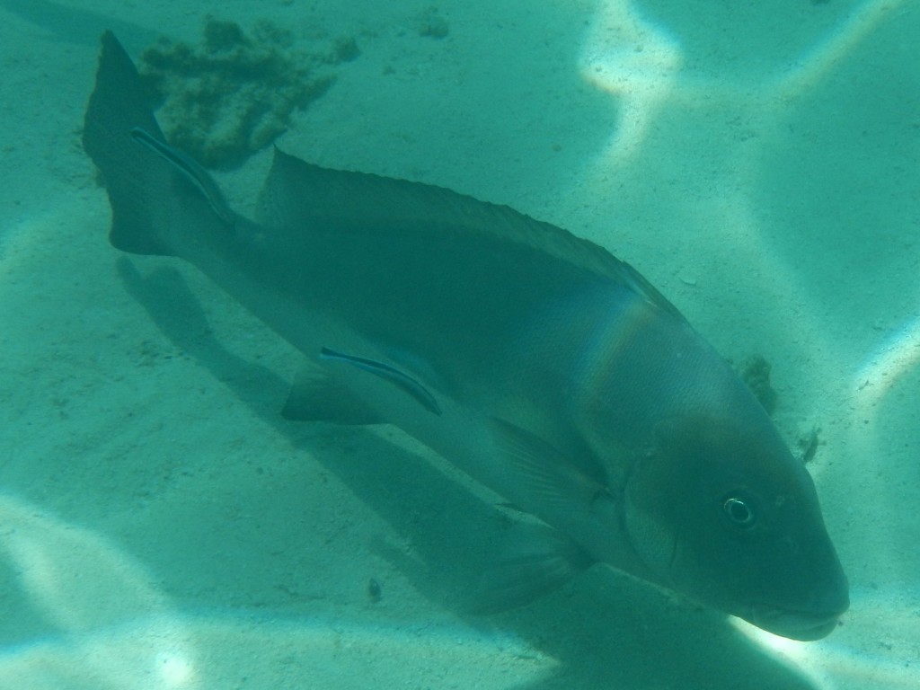 ningaloo reef