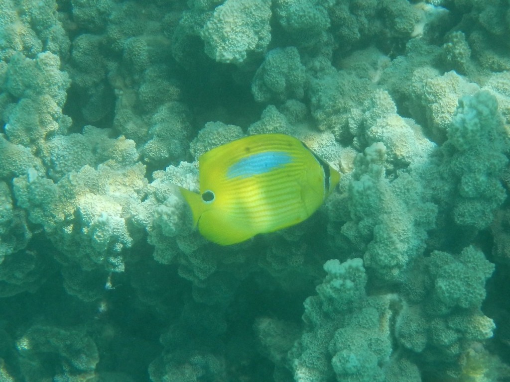 ningaloo reef