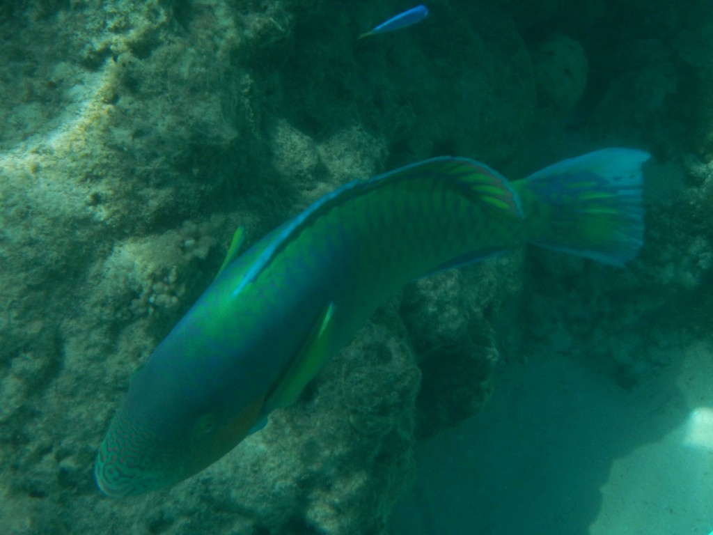 ningaloo reef