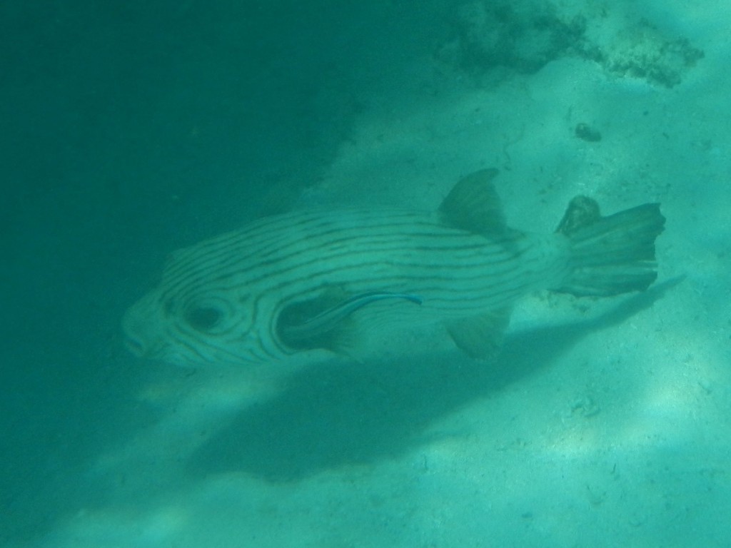 ningaloo reef