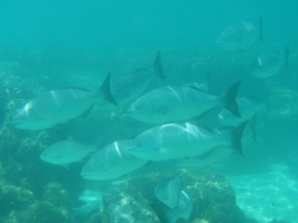 ningaloo reef