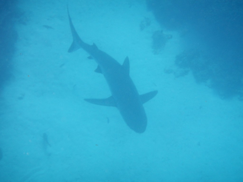 nager avec les requins australie