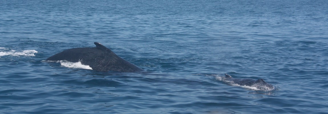 baleines australie