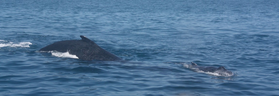 Western Australia 3/4 : Les merveilles du Nigaloo Reef et de sa petite barrière de corail