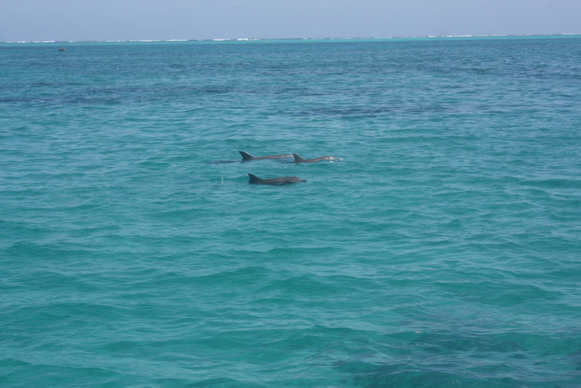 dauphins australie