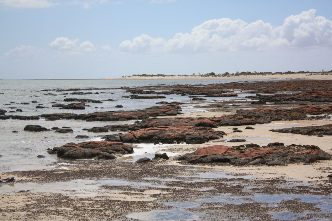 stromatolites hamelin pool