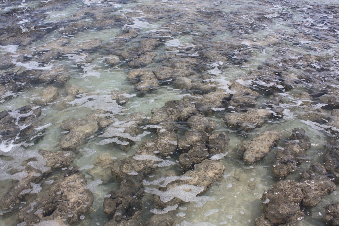 stromatolites australie