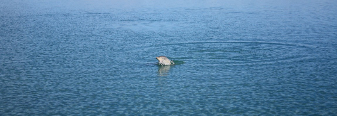 Western Australia 4/4 : Les dauphins de Monkey Mia et route jusqu’à Perth