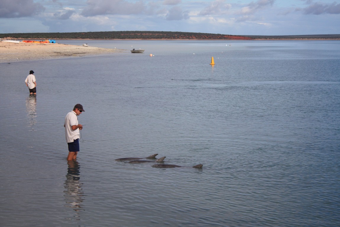 dauphins australie