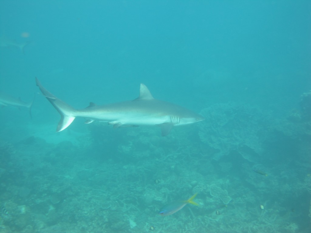 nager avec les requins australie