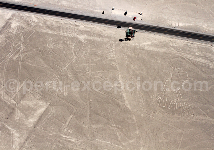 L'Arbre et les Mains de Nazca